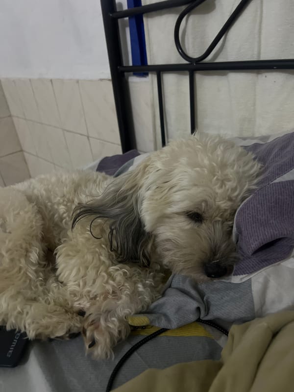Lazy evening in at home with dogs and TV