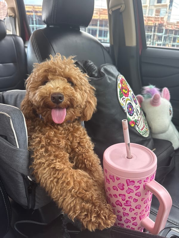 Poodle rests in car backseat among belongings in Kuta