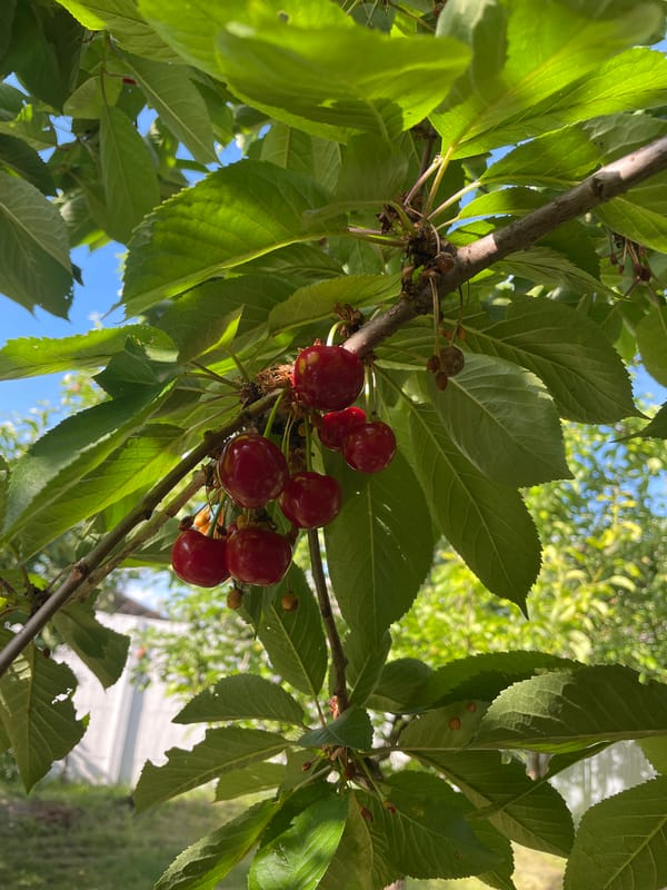 Summer garden showcase in Kobeliaky with blooming flowers and ripening fruit