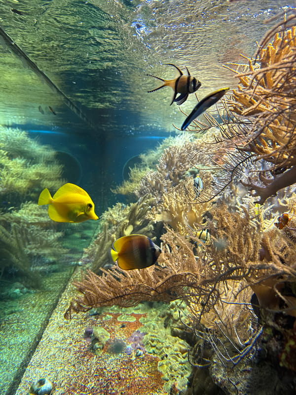 Zoo visitors document diverse animal exhibits at Tiergarten Ulm