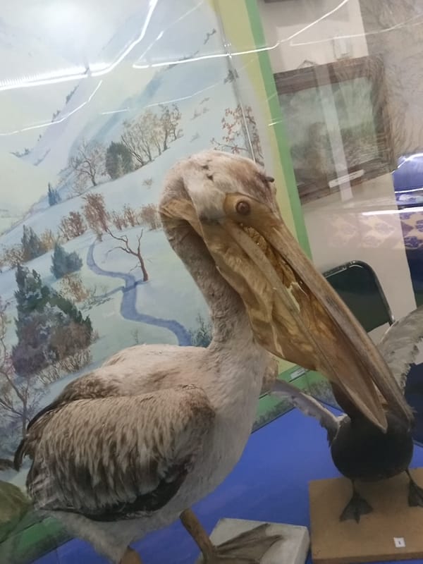 Morning visit to a nature museum and animal market in Angren