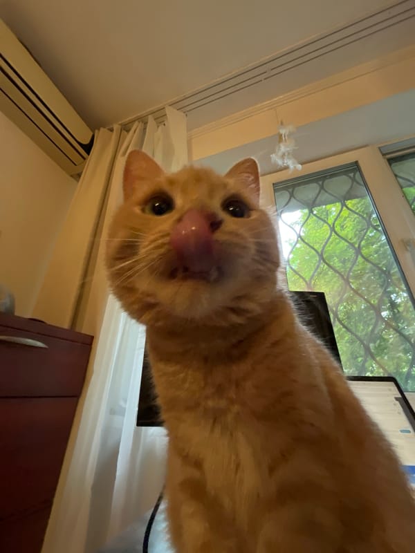 Domestic cats photographed in intimate close-up portraits over morning hours