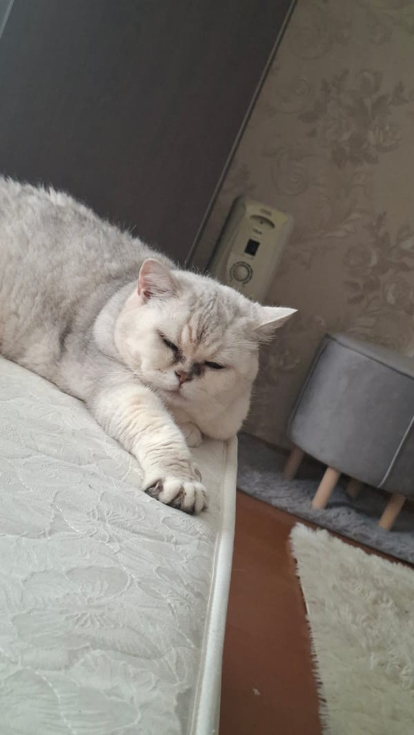 Dressed sphynx cat relaxes at home in Myadzyel