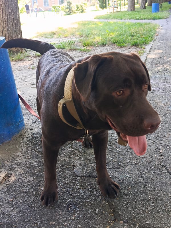 Chocolate Lab on a park walk with nature pit stops