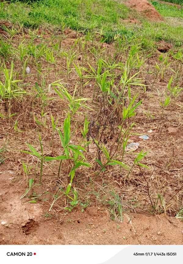 Farming life and rural infrastructure across two Nigerian villages