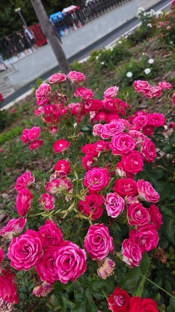 Pink roses in full bloom, buds and faded flowers mixed in