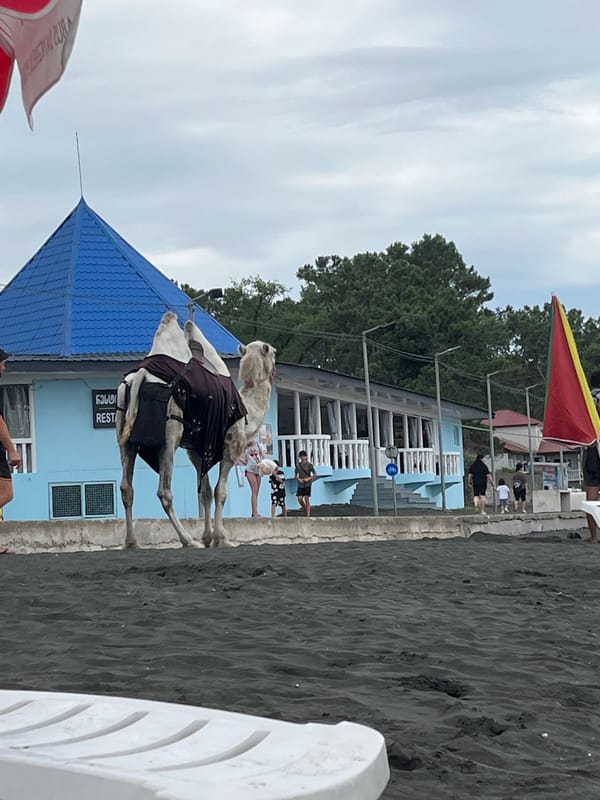 Camels and parasailers on Ureki's black sand beach