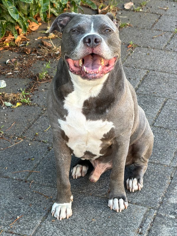 Gray pit bull chilling on pavement in Luxembourg