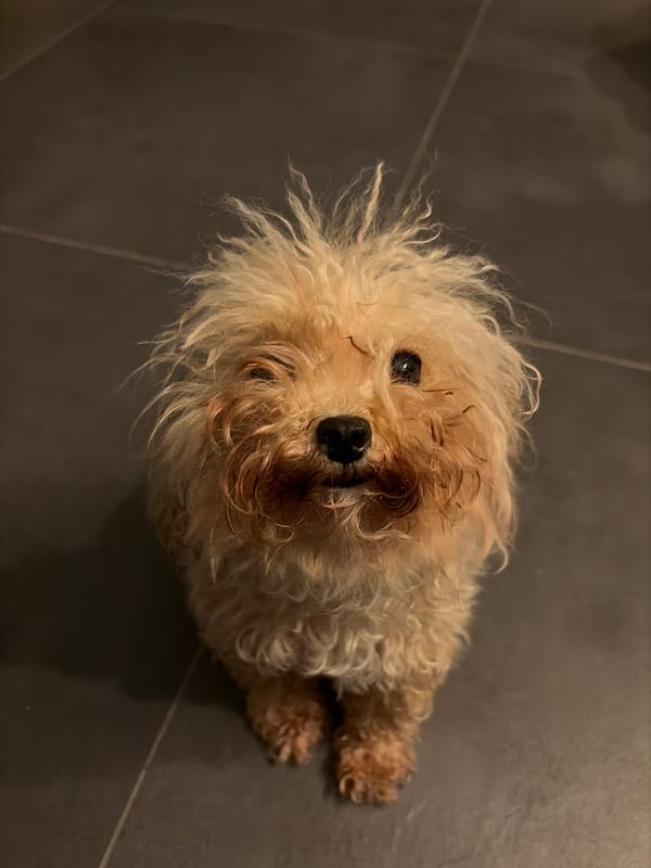 Small dog observed on tiled floor in Paleo Faliro
