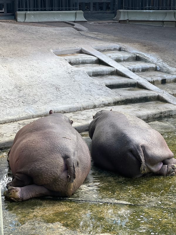 Buenos Aires Zoo Hippos and Street Life Captured
