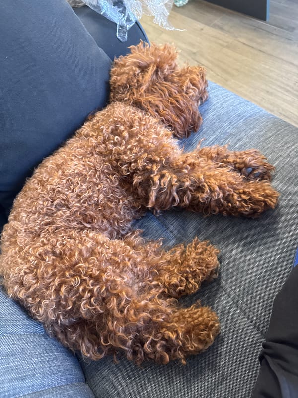 Poodle relaxes at home in Sofia residence