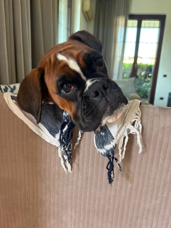 Boxer dog and manicured grounds captured in Lissone, Italy