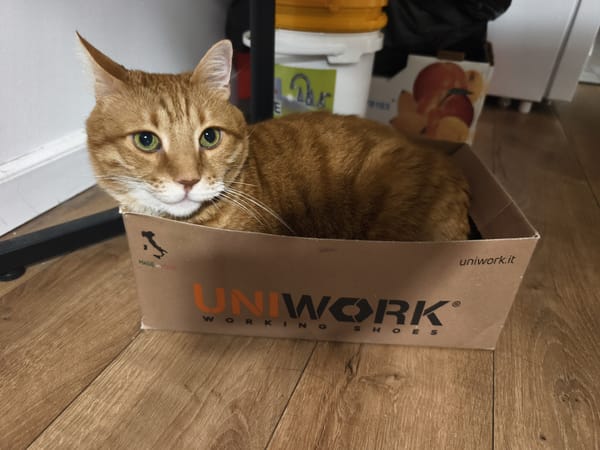 Orange tabby cat claims Italian shoe box in Petah Tikva