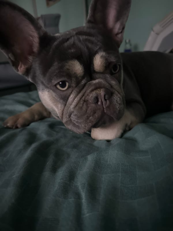 Cozy night in with a French Bulldog and friends