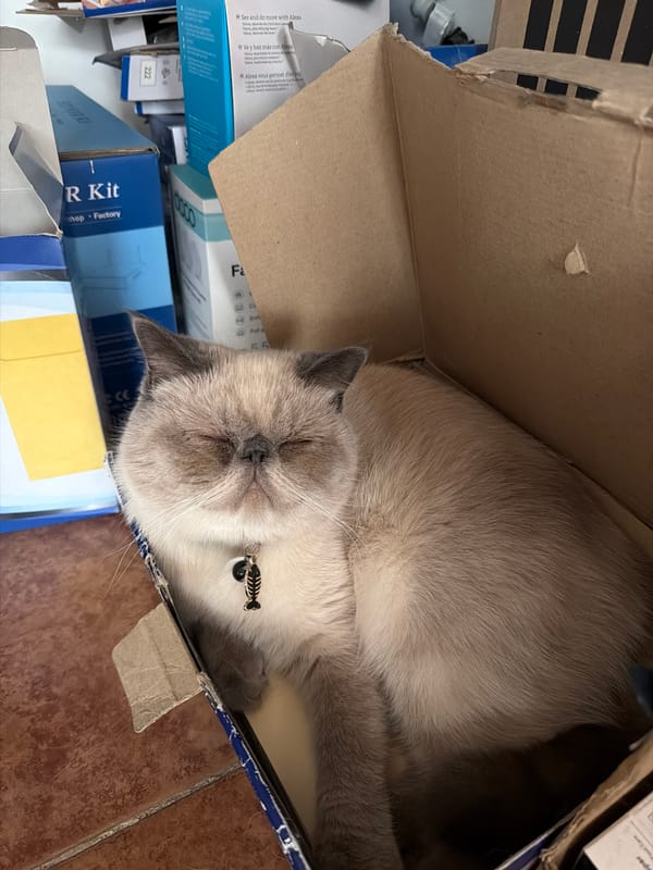 Cat sleeps in cardboard box in Mexican town