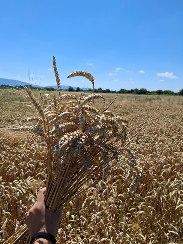 Hands-on tour of a working farm at harvest time