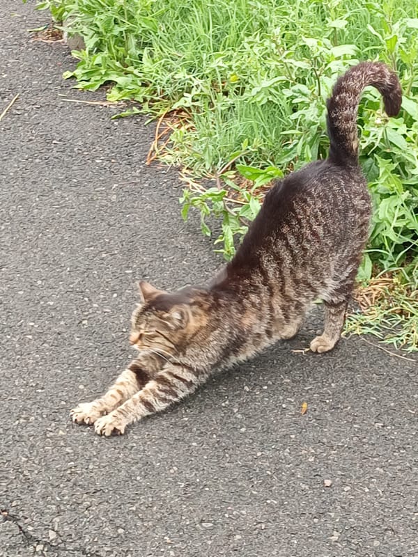 Tabby cat stretches and sits on asphalt road