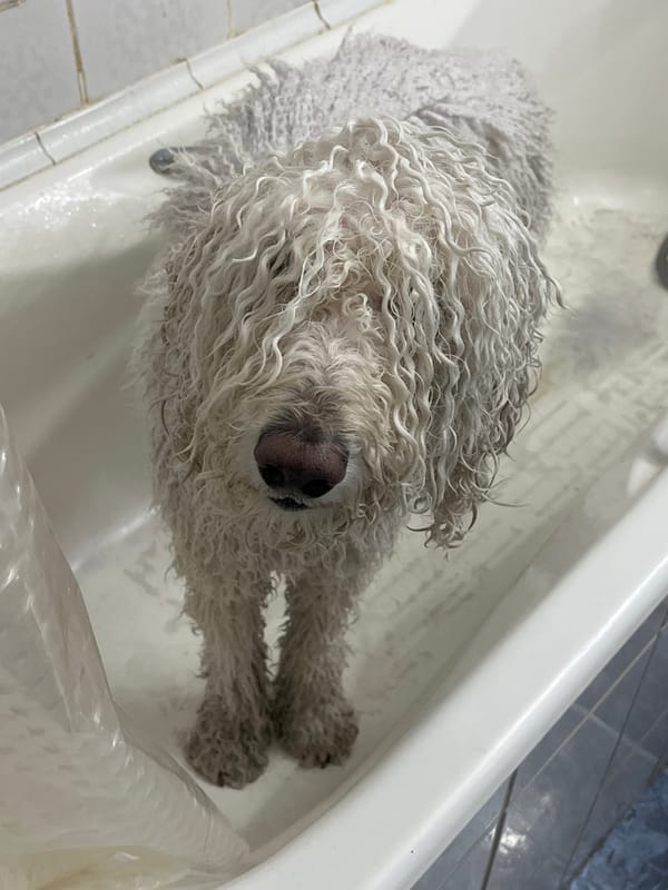 Dog gets bath in white tub with shower head