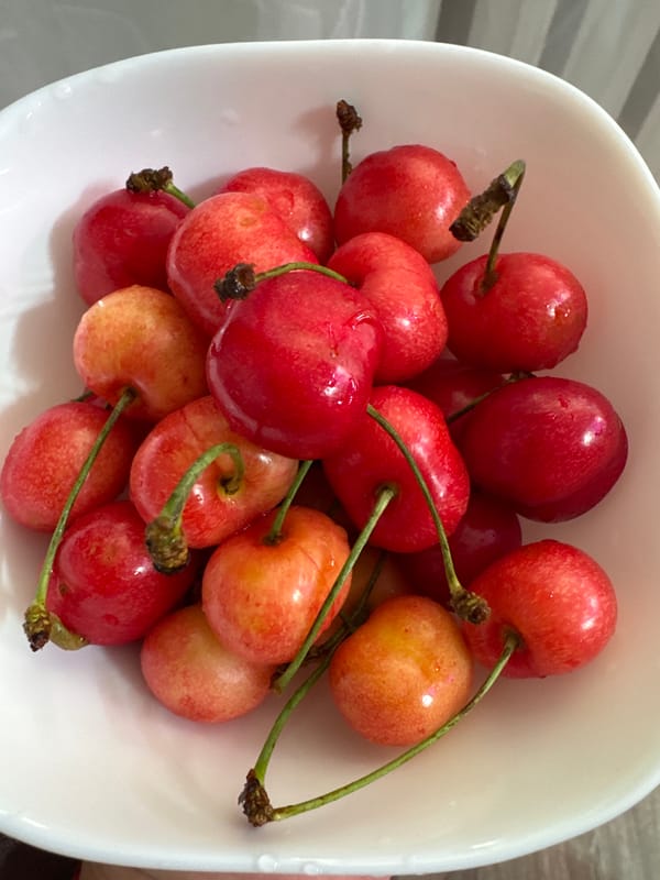 Fresh cherries and jasmine in bloom, summer in rural Russia