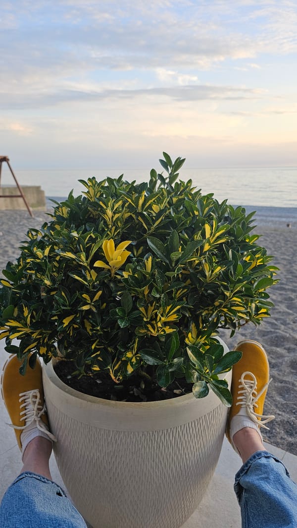 Person touches potted plant in Gagra, Abkhazia
