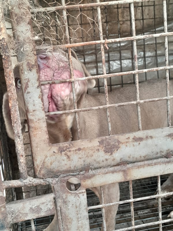 Caged dog spotted with apparent irritation in Jos, Nigeria