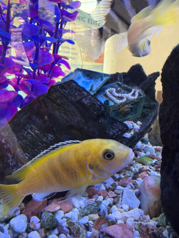 Aquariums, street scenes, and daily stops around Tbilisi