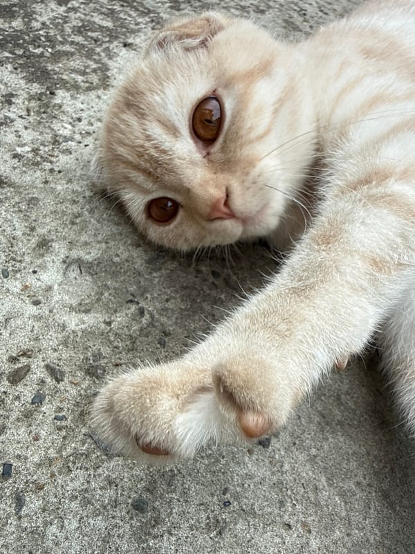 Scottish Fold kitten relaxing on concrete in Gorno-Altaysk