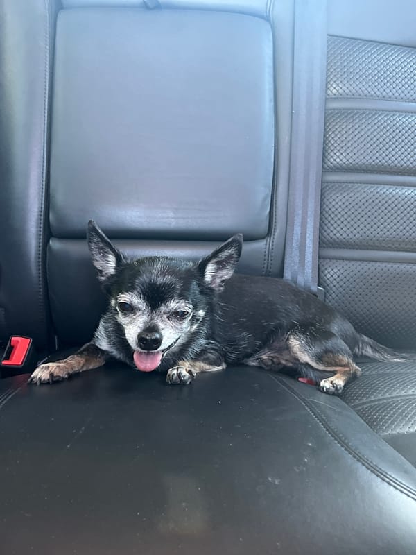 Chihuahua tags along on a sunny rural road trip