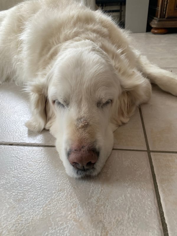 Golden Retriever rests on tiled floor in Truchtersheim