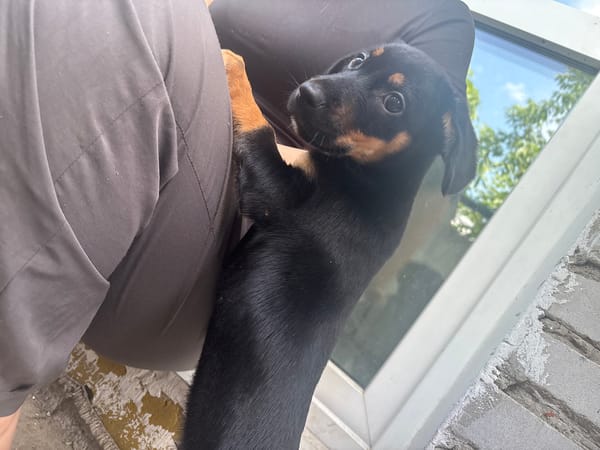 Dachshund puppies at home in Birobidzhan, Russia
