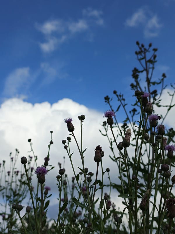 Summer morning in a Russian village — wildflowers, dirt roads, local life