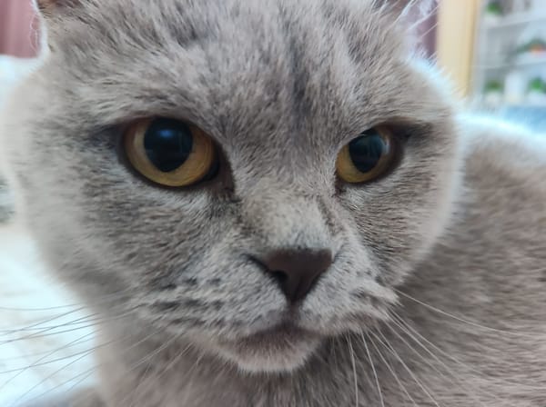 Gray cat documented grooming and resting in Ternopil home