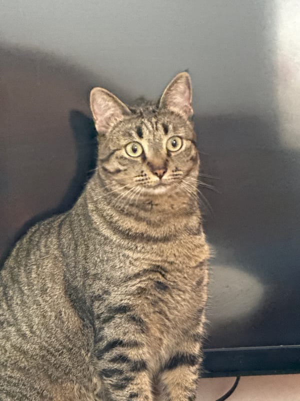 Tabby cat photographed on grey surface in Puebla