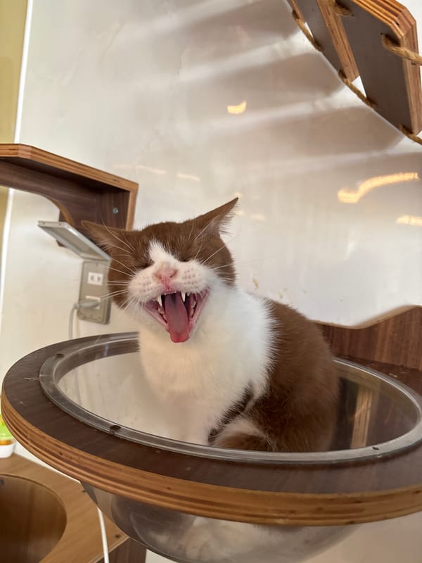 Morning scenes captured at cat cafe in Đà Nẵng