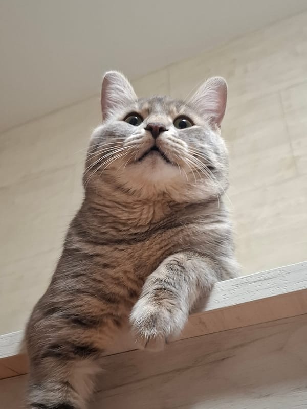 Gray tabby cat photographed multiple times in Novi Sad home