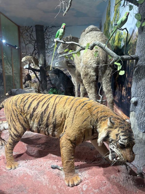 Visitor documents natural history museum exhibits in Plovdiv, Bulgaria
