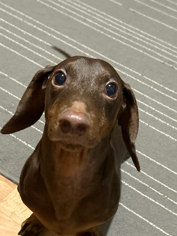 Brown Dachshund up close, multiple angles
