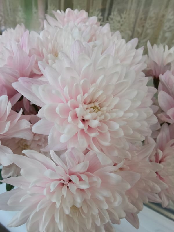 Flowers and cityscapes captured during afternoon in Kryvyi Rih