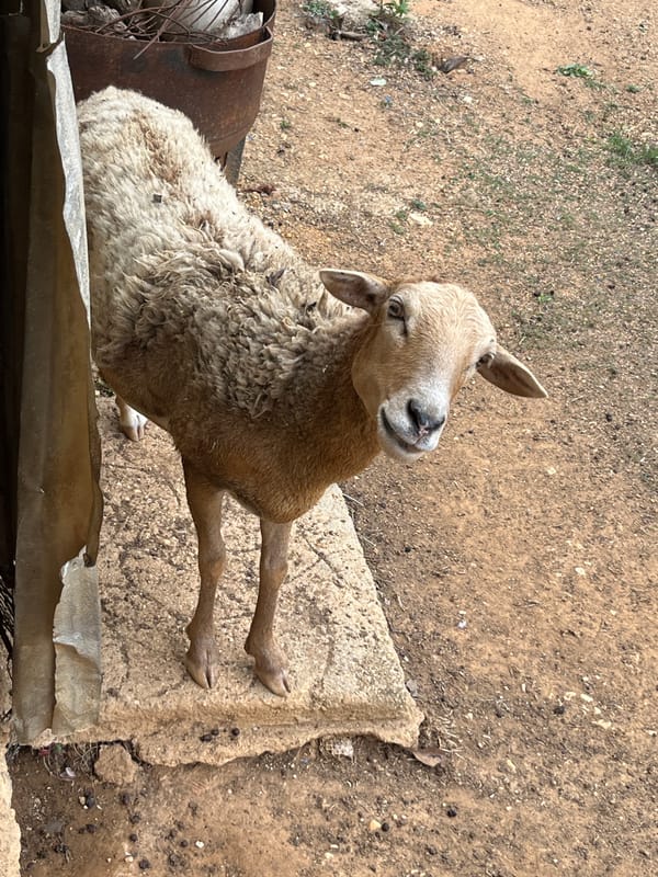 Farm animals spotted in outdoor area in Tinaquillo Venezuela