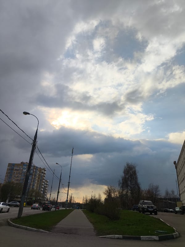 Ducks swim in Moscow pond during peaceful spring afternoon