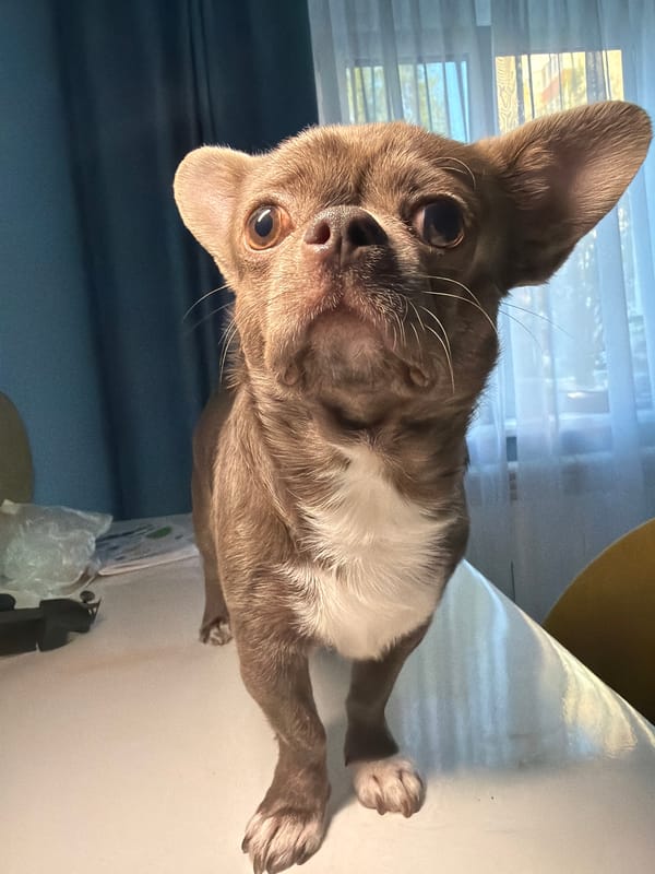Chihuahua poses for the camera in Votkinsk home