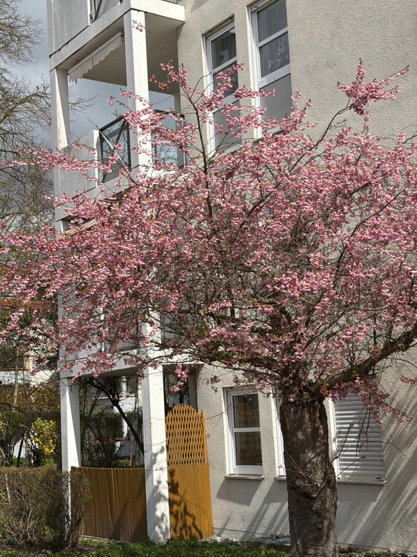 Spring blooms arrive in Ulm residential area