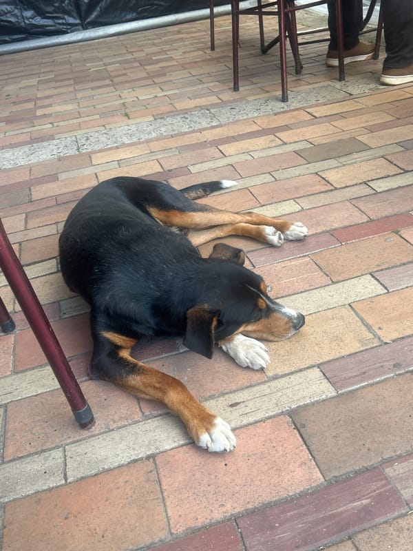 Dog rests on brick walkway in Loznitsa, Bulgaria
