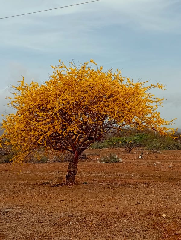 Daily life moments captured in Altagracia, Venezuela featuring blooming tree