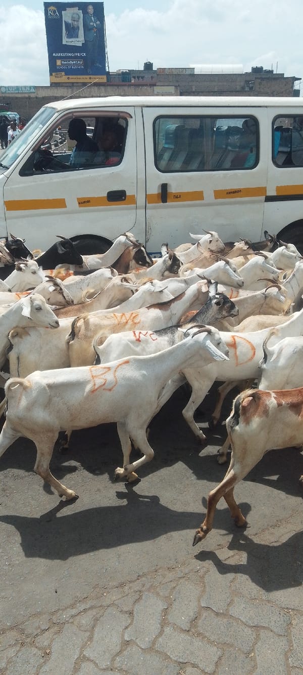 Numbered goat herd crosses busy Nairobi street during morning rush