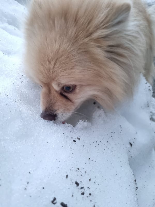 Pomeranian dog plays in snow in Chaikovsky, Russia