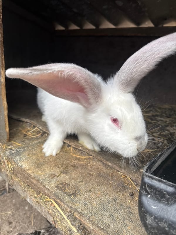 White rabbit spotted in hutch in Sarnevo, Bulgaria