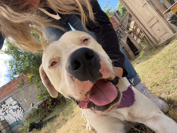 Person documents daily life with dogs and plants in Argentina