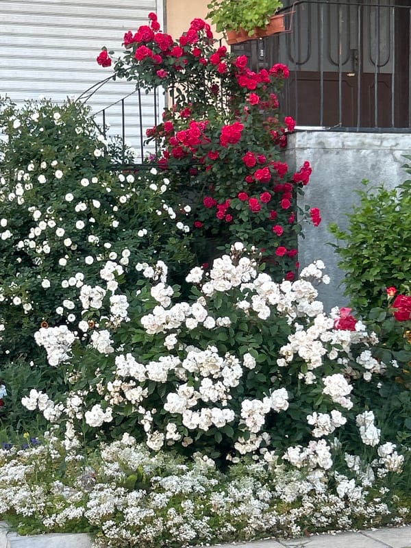 Urban garden scenes documented at unidentified location