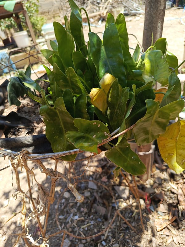 Tropical plants documented in Juan Griego, Venezuela afternoon survey